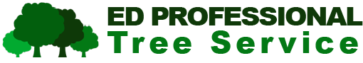 Winter Tree Pruning and Tree Care Help Rhode Island Homeowners Reduce Storm Damage This Storm Season